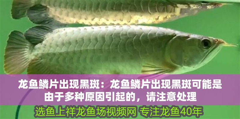 我的虎魚真菌感染了要怎么處理 龍魚鱗片出現黑斑:龍魚鱗片出現黑斑可能是由于多種原因引起的,請注意處理 龍魚百科 龍魚鱗片出現黑斑:龍魚鱗片出現黑斑可能是由于多種原因引起的,請注意處理 龍魚鱗片出現黑斑:龍魚鱗片出現黑斑可能是由于多種原因引起的,請注意處理 龍魚百科