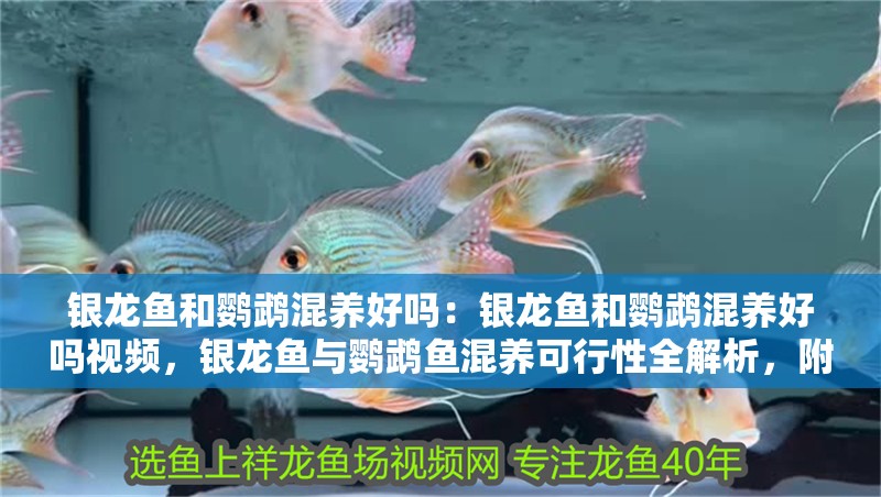 銀龍魚和鸚鵡混養(yǎng)好嗎：銀龍魚和鸚鵡混養(yǎng)好嗎視頻，銀龍魚與鸚鵡魚混養(yǎng)可行性全解析，附實(shí)操