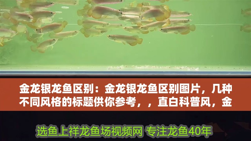 金龍銀龍魚區別：金龍銀龍魚區別圖片，幾種不同風格的標題供你參考，，直白科普風，金龍與銀龍魚，直觀對比及區別圖片解析，吸引眼球風，驚！金龍、銀龍魚大不同，高清區別圖揭秘，實用指南風，一文看懂金龍和銀龍魚的區別