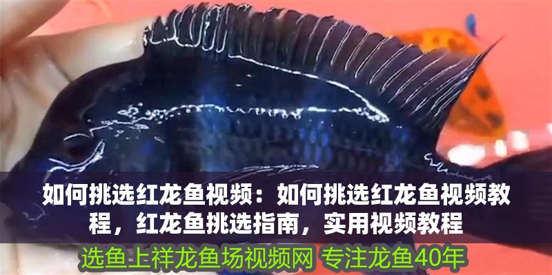 如何挑選紅龍魚視頻：如何挑選紅龍魚視頻教程，紅龍魚挑選指南，實用視頻教程 如何挑選紅龍魚視頻：如何挑選紅龍魚視頻教程，紅龍魚挑選指南，實用視頻教程 水族問答