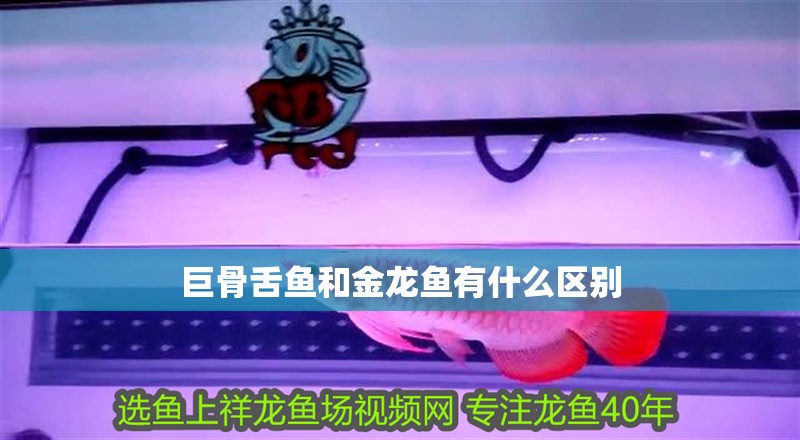 巨骨舌魚和金龍魚有什么區別