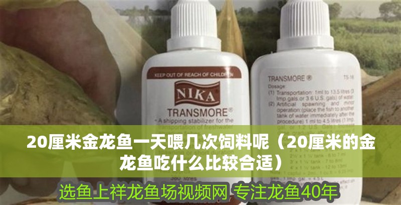 20厘米金龍魚(yú)一天喂幾次飼料呢（20厘米的金龍魚(yú)吃什么比較合適） 20厘米金龍魚(yú)一天喂幾次飼料呢（20厘米的金龍魚(yú)吃什么比較合適） 龍魚(yú)百科