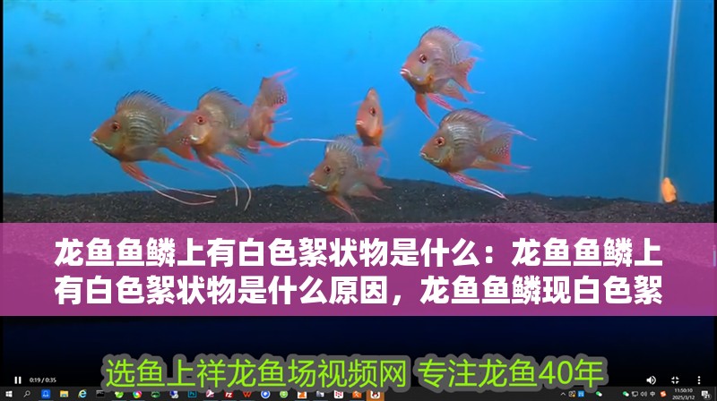 龍魚魚鱗上有白色絮狀物是什么：龍魚魚鱗上有白色絮狀物是什么原因，龍魚魚鱗現白色絮狀物 龍魚魚鱗上有白色絮狀物是什么：龍魚魚鱗上有白色絮狀物是什么原因，龍魚魚鱗現白色絮狀物 水族問答