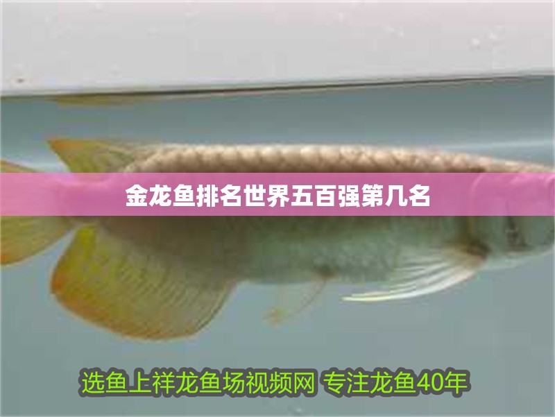 金龍魚排名世界五百強第幾名