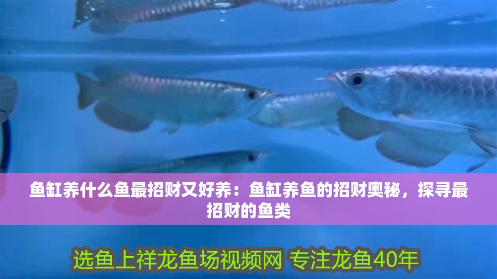 魚缸養什么魚最招財又好養：魚缸養魚的招財奧秘，探尋最招財的魚類