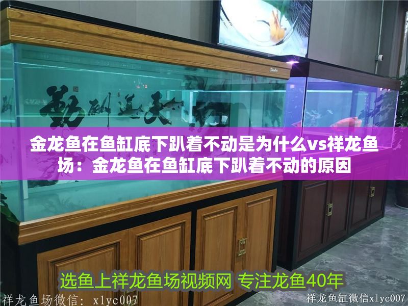 金龍魚在魚缸底下趴著不動是為什么vs祥龍魚場：金龍魚在魚缸底下趴著不動的原因