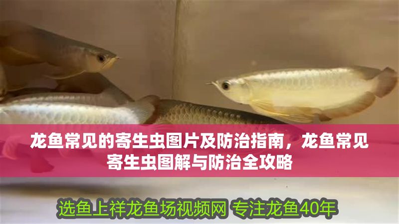 龍魚常見的寄生蟲圖片及防治指南，龍魚常見寄生蟲圖解與防治全攻略