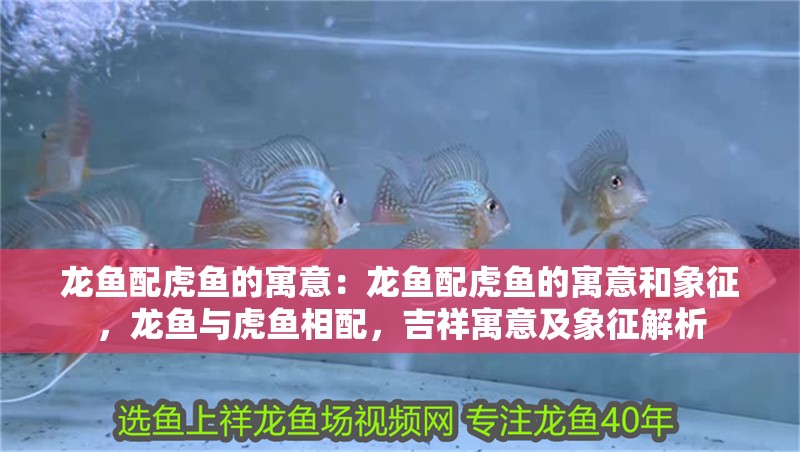 龍魚配虎魚的寓意：龍魚配虎魚的寓意和象征，龍魚與虎魚相配，吉祥寓意及象征解析