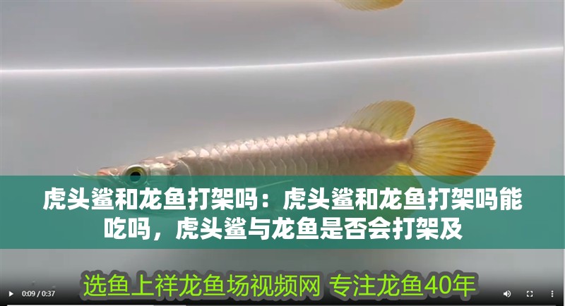 虎頭鯊和龍魚打架嗎：虎頭鯊和龍魚打架嗎能吃嗎，虎頭鯊與龍魚是否會打架及