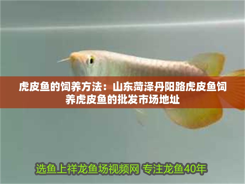 虎皮魚的飼養(yǎng)方法：山東菏澤丹陽路虎皮魚飼養(yǎng)虎皮魚的批發(fā)市場地址
