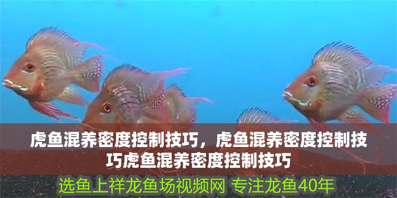 虎魚(yú)混養(yǎng)密度控制技巧，虎魚(yú)混養(yǎng)密度控制技巧虎魚(yú)混養(yǎng)密度控制技巧 虎魚(yú)混養(yǎng)密度控制技巧，虎魚(yú)混養(yǎng)密度控制技巧虎魚(yú)混養(yǎng)密度控制技巧 虎魚(yú)百科 第2張