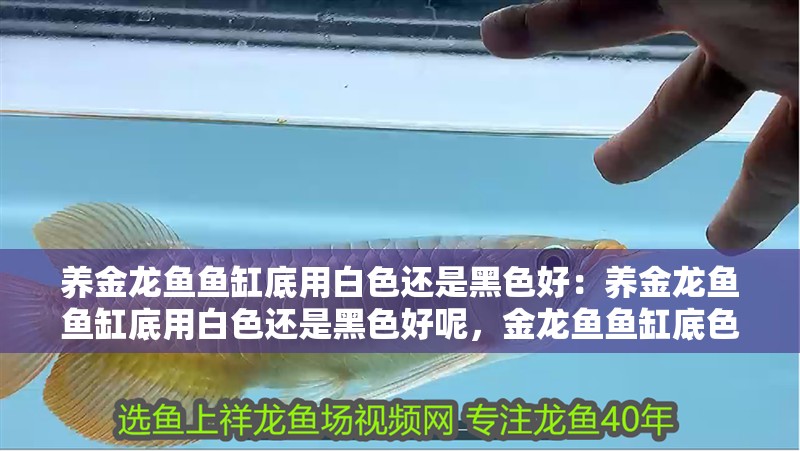 養金龍魚魚缸底用白色還是黑色好：養金龍魚魚缸底用白色還是黑色好呢，金龍魚魚缸底色選白還是