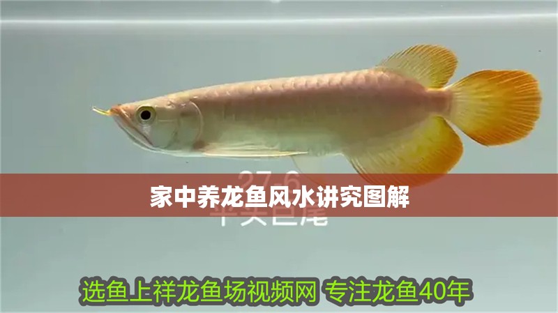 家中養(yǎng)龍魚(yú)風(fēng)水講究圖解 家中養(yǎng)龍魚(yú)風(fēng)水講究圖解 龍魚(yú)百科 第4張