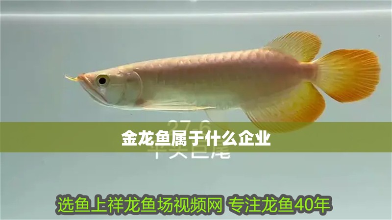 金龍魚屬于什么企業