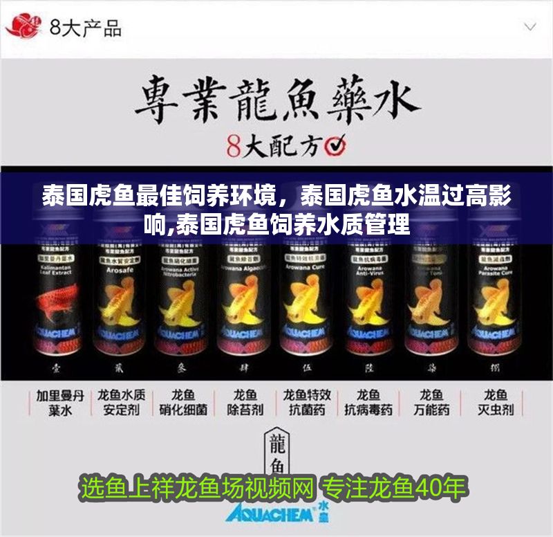 泰國(guó)虎魚(yú)最佳飼養(yǎng)環(huán)境，泰國(guó)虎魚(yú)水溫過(guò)高影響,泰國(guó)虎魚(yú)飼養(yǎng)水質(zhì)管理