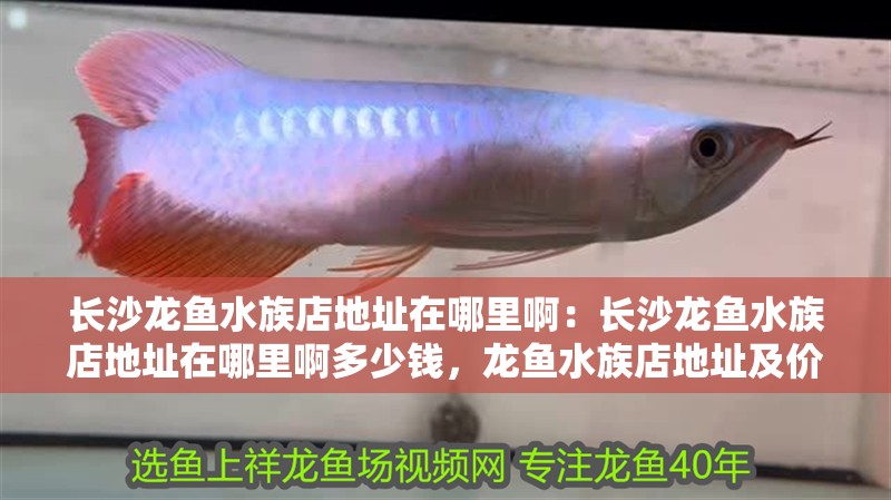 長(zhǎng)沙龍魚水族店地址在哪里啊:長(zhǎng)沙龍魚水族店地址在哪里啊多少錢,龍魚水族店地址及價(jià)格查詢 水族問(wèn)答 長(zhǎng)沙龍魚水族店地址在哪里啊:長(zhǎng)沙龍魚水族店地址在哪里啊多少錢,龍魚水族店地址及價(jià)格查詢 長(zhǎng)沙龍魚水族店地址在哪里啊:長(zhǎng)沙龍魚水族店地址在哪里啊多少錢,龍魚水族店地址及價(jià)格查詢 水族問(wèn)答