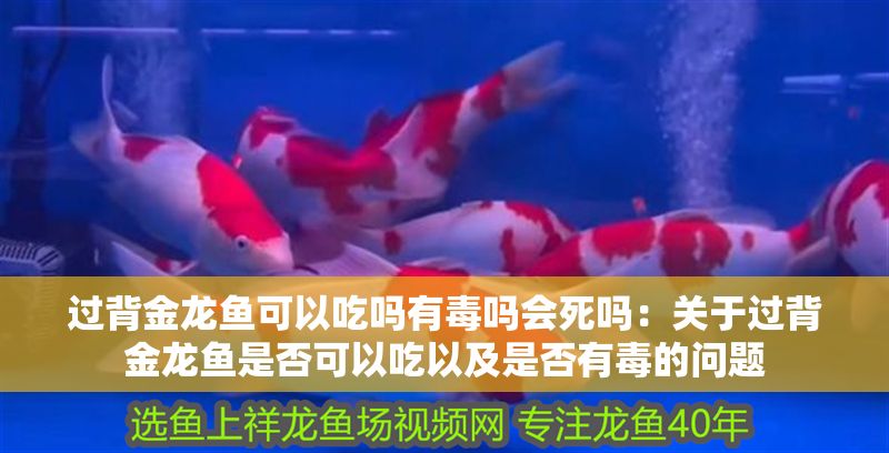 過背金龍魚可以吃嗎有毒嗎會死嗎：關(guān)于過背金龍魚是否可以吃以及是否有毒的問題