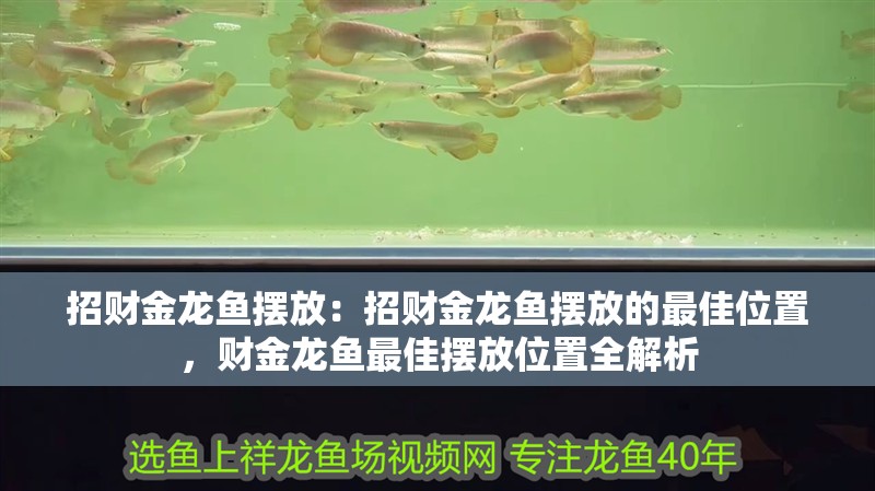 招財金龍魚擺放：招財金龍魚擺放的最佳位置，財金龍魚最佳擺放位置全解析 招財金龍魚擺放：招財金龍魚擺放的最佳位置，財金龍魚最佳擺放位置全解析 水族問答