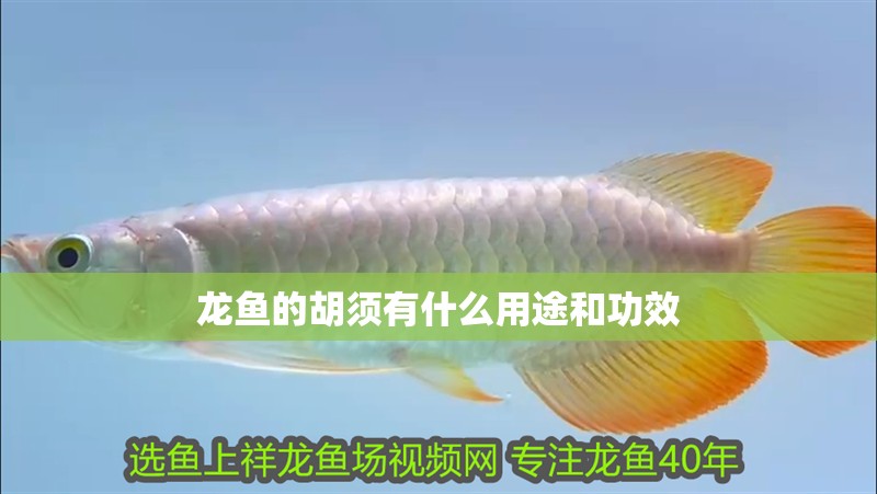 龍魚的胡須有什么用途和功效