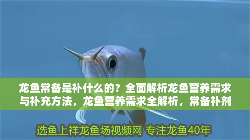 龍魚常備是補什么的？全面解析龍魚營養(yǎng)需求與補充方法，龍魚營養(yǎng)需求全解析，常備補劑與科學喂養(yǎng)指南 龍魚常備是補什么的？全面解析龍魚營養(yǎng)需求與補充方法，龍魚營養(yǎng)需求全解析，常備補劑與科學喂養(yǎng)指南 龍魚常見疾病 第1張