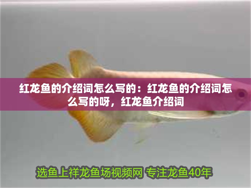 紅龍魚的介紹詞怎么寫的：紅龍魚的介紹詞怎么寫的呀，紅龍魚介紹詞