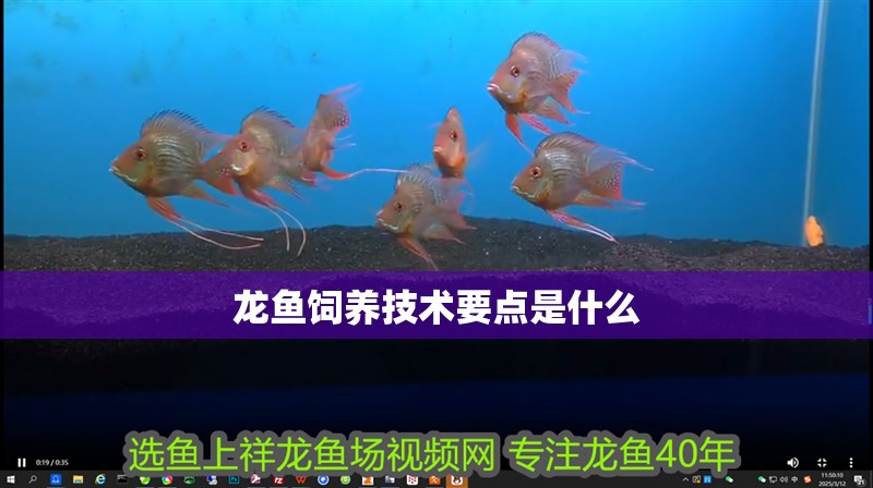 龍魚飼養(yǎng)技術(shù)要點是什么