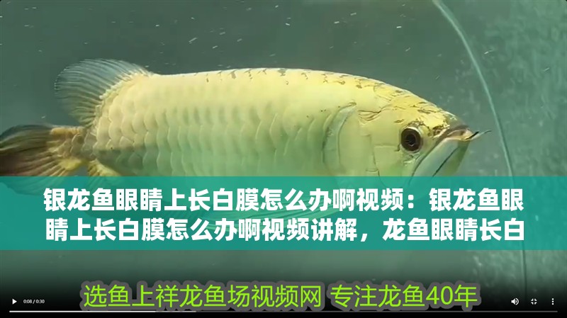 銀龍魚眼睛上長白膜怎么辦啊視頻：銀龍魚眼睛上長白膜怎么辦啊視頻講解，龍魚眼睛長白膜怎么辦？視頻