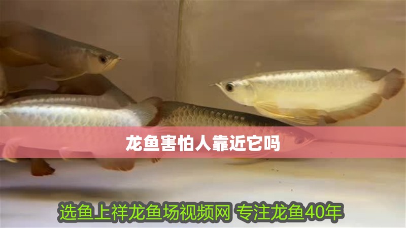 龍魚害怕人靠近它嗎 龍魚害怕人靠近它嗎 龍魚百科 第2張