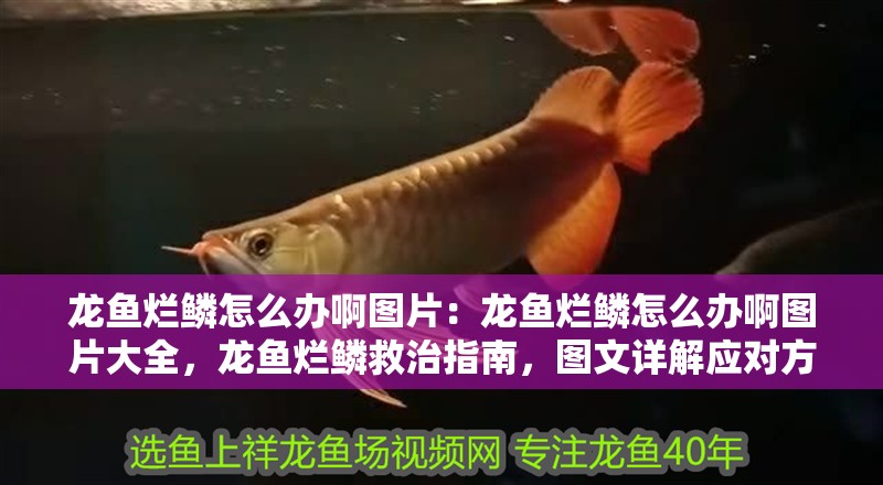 龍魚爛鱗怎么辦啊圖片：龍魚爛鱗怎么辦啊圖片大全，龍魚爛鱗救治指南，圖文詳解應對方法與圖片大全