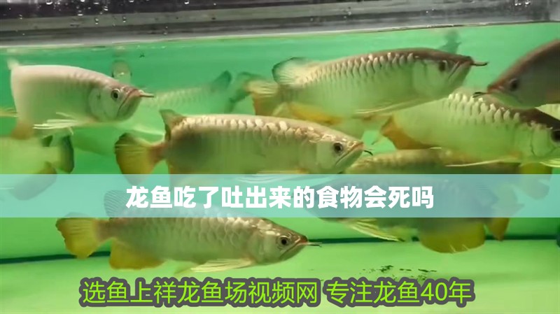 龍魚吃了吐出來的食物會死嗎
