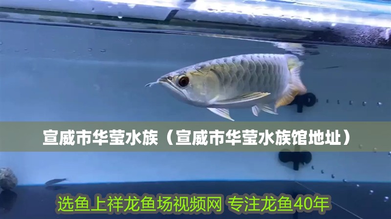 宣威市華瑩水族（宣威市華瑩水族館地址）