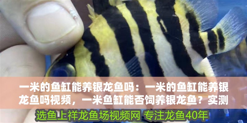 一米的魚缸能養銀龍魚嗎：一米的魚缸能養銀龍魚嗎視頻，一米魚缸能否飼養銀龍魚？實測解答+視頻