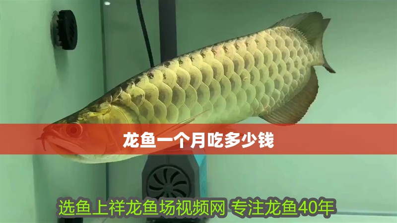 龍魚一個月吃多少錢 龍魚一個月吃多少錢 龍魚百科 第2張