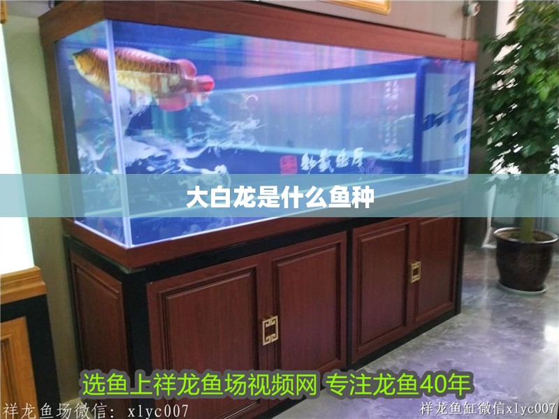 大白龍是什么魚種