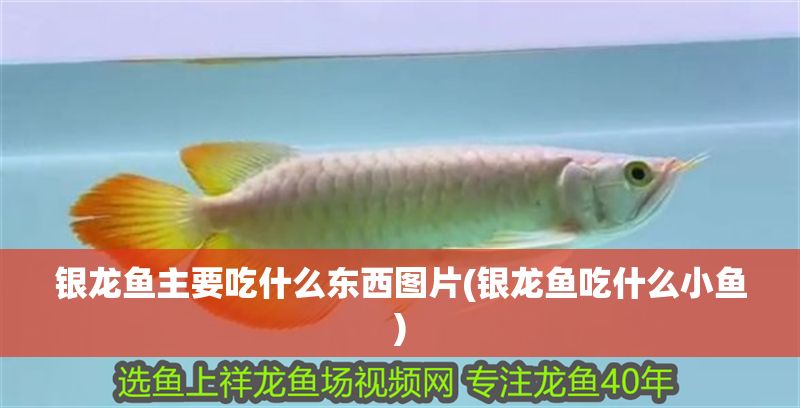 銀龍魚主要吃什么東西圖片(銀龍魚吃什么小魚)