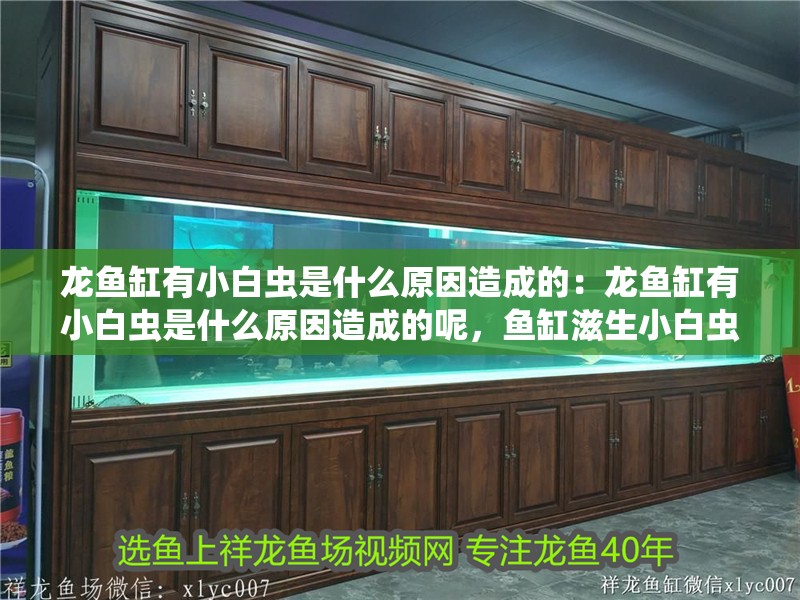 龍魚缸有小白蟲是什么原因造成的：龍魚缸有小白蟲是什么原因造成的呢，魚缸滋生小白蟲的原因