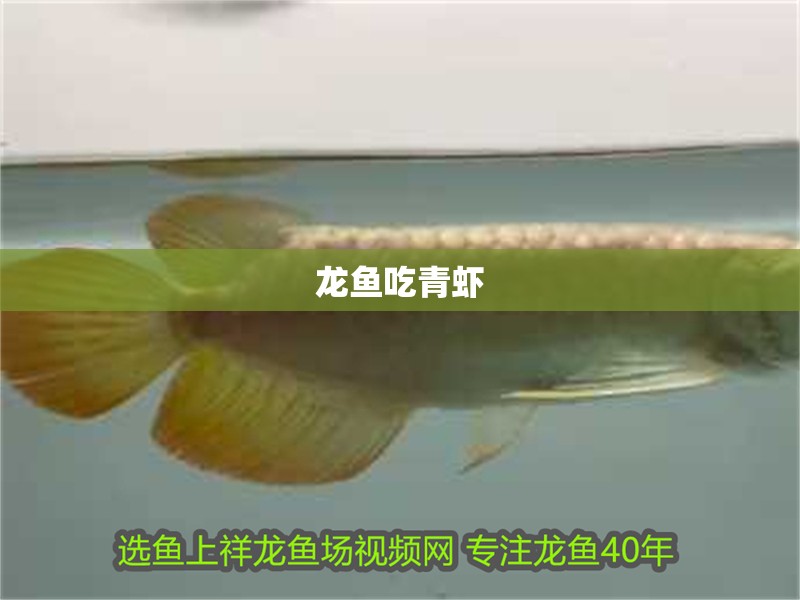 龍魚吃青蝦