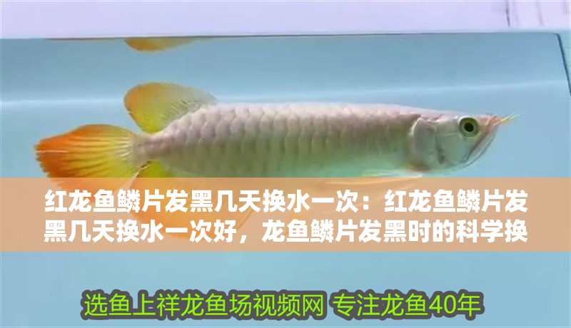 紅龍魚鱗片發黑幾天換水一次：紅龍魚鱗片發黑幾天換水一次好，龍魚鱗片發黑時的科學換水