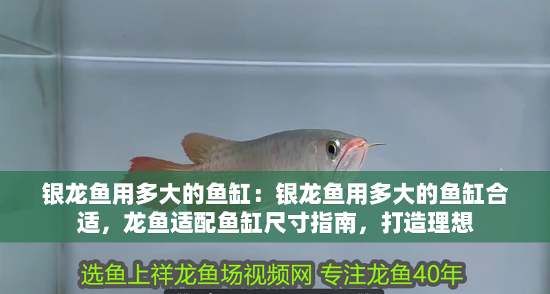 銀龍魚用多大的魚缸：銀龍魚用多大的魚缸合適，龍魚適配魚缸尺寸指南，打造理想