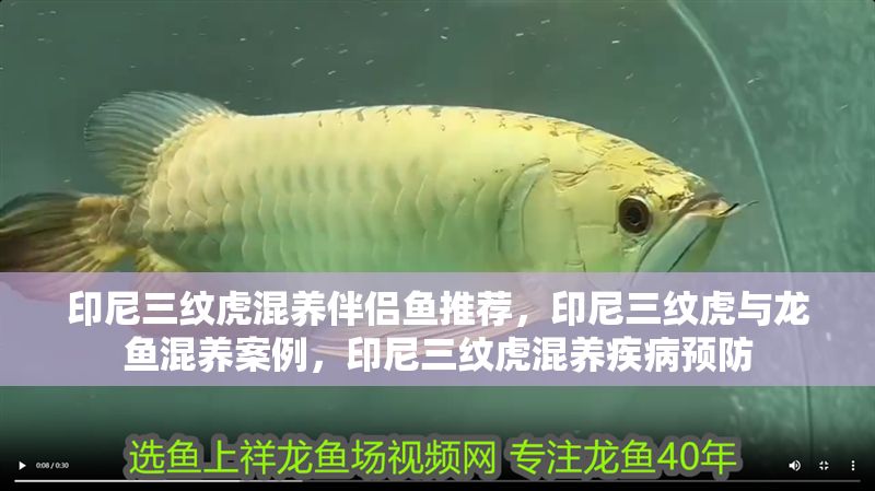 印尼三紋虎混養伴侶魚推薦,印尼三紋虎與龍魚混養案例,印尼三紋虎混養疾病預防 虎魚百科 第2張 印尼三紋虎混養伴侶魚推薦,印尼三紋虎與龍魚混養案例,印尼三紋虎混養疾病預防 印尼三紋虎混養伴侶魚推薦,印尼三紋虎與龍魚混養案例,印尼三紋虎混養疾病預防 虎魚百科 第2張