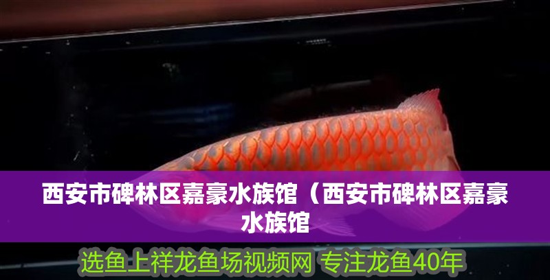 西安市碑林區嘉豪水族館（西安市碑林區嘉豪水族館