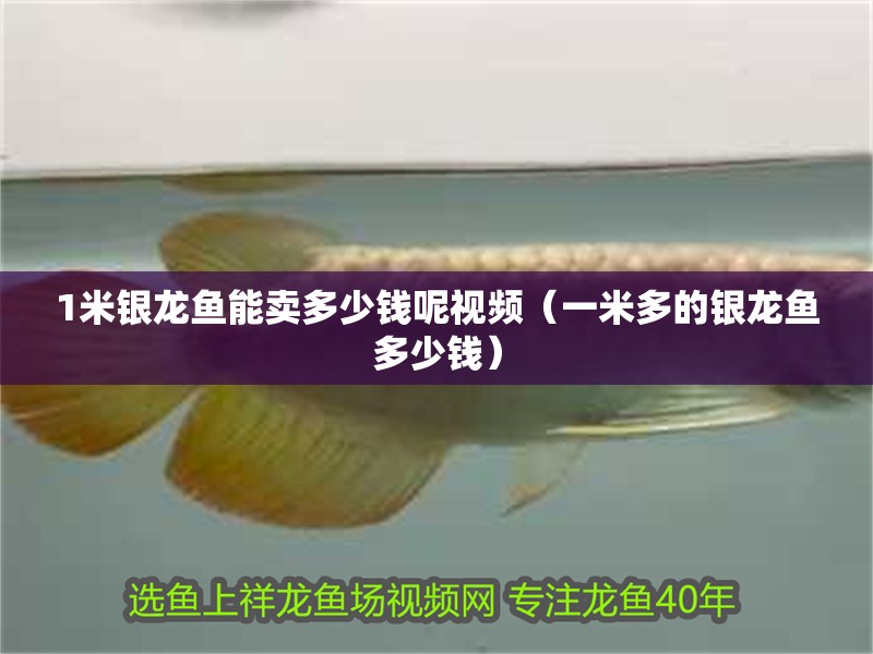 1米銀龍魚能賣多少錢呢視頻（一米多的銀龍魚多少錢）