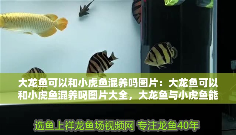 大龍魚可以和小虎魚混養嗎圖片：大龍魚可以和小虎魚混養嗎圖片大全，大龍魚與小虎魚能否混養？附高清圖片