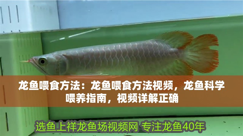 龍魚喂食方法：龍魚喂食方法視頻，龍魚科學喂養指南，視頻詳解正確