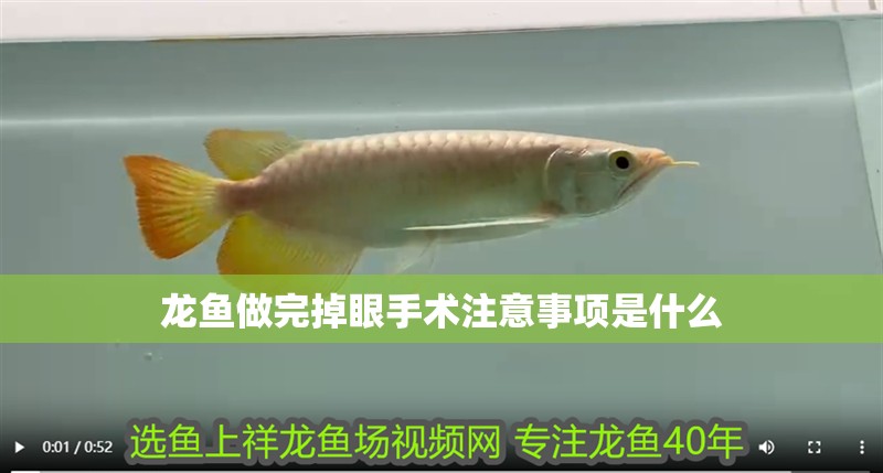 龍魚做完掉眼手術注意事項是什么
