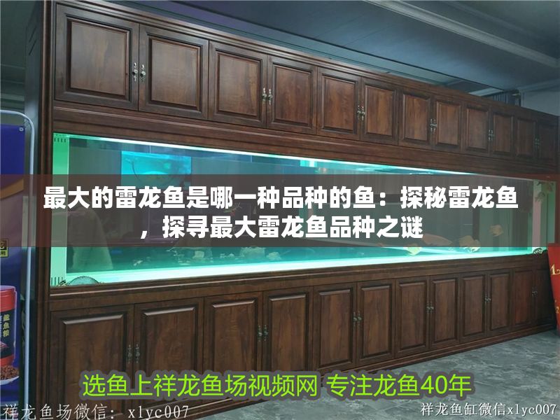 最大的雷龍魚是哪一種品種的魚：探秘雷龍魚，探尋最大雷龍魚品種之謎