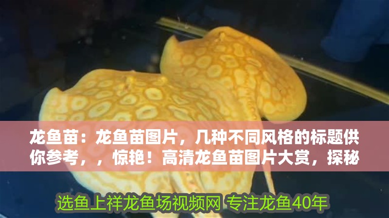 龍魚苗：龍魚苗圖片，幾種不同風格的標題供你參考，，驚艷！高清龍魚苗圖片大賞，探秘龍魚苗，精美圖片全覽，萌態盡顯，龍魚苗趣味圖片集