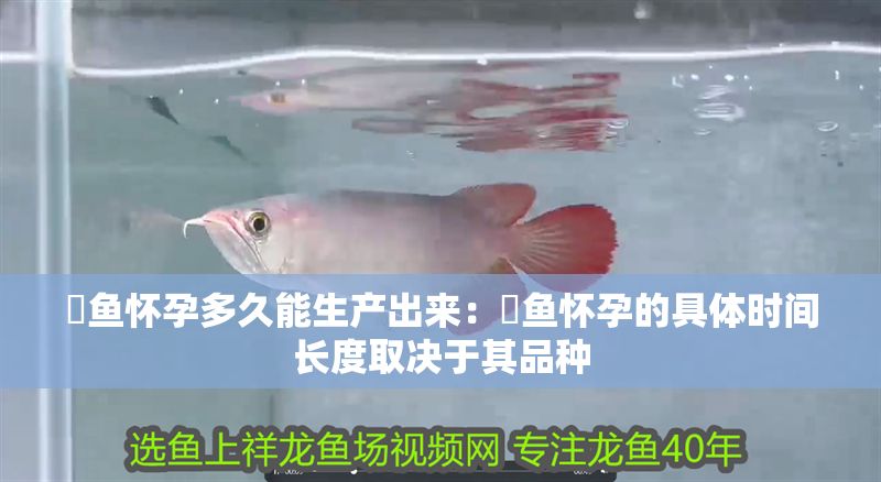 魟魚懷孕多久能生產(chǎn)出來：魟魚懷孕的具體時(shí)間長度取決于其品種