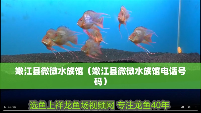 嫩江縣微微水族館（嫩江縣微微水族館電話號碼）