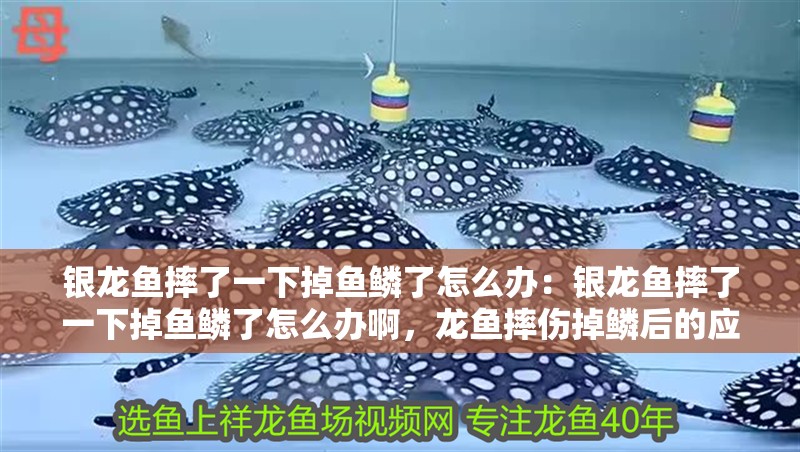 銀龍魚摔了一下掉魚鱗了怎么辦：銀龍魚摔了一下掉魚鱗了怎么辦啊，龍魚摔傷掉鱗后的應急處理方法